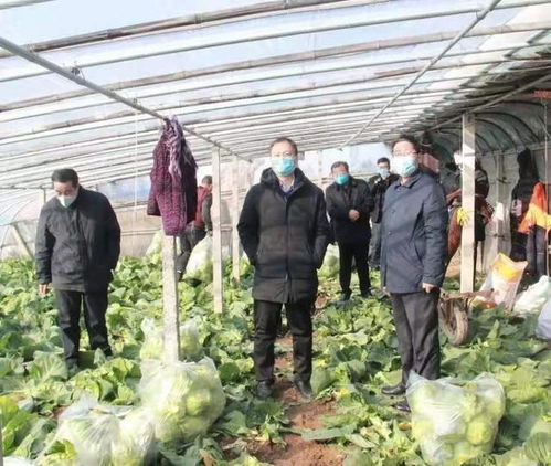 筑牢农产品供应保障线——临沂市农业农村局督导莒南县稳产保供工作