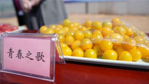 江苏淮安 创新批发直供体系，以农产品生产为抓手决胜农业产业扶贫