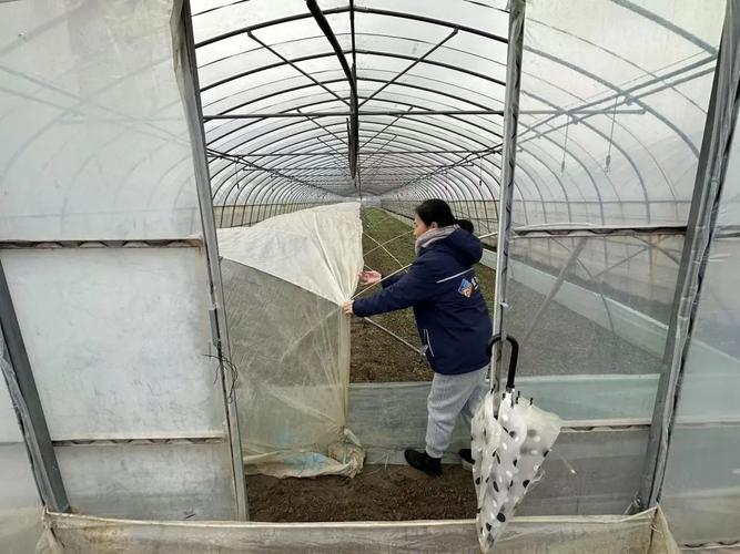 积极应对低温寒潮，上海市全力保障农业生产安全和农产品供应稳定