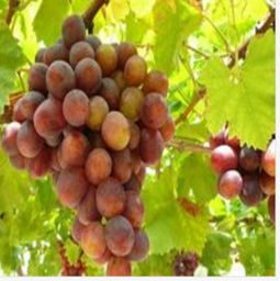 探索天狼网 粮油水果、肉菜水产到百大行业一站式供应商机